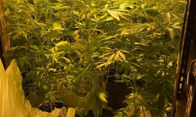 Augusta, scoperta coltivazione di marijuana: arrestato un carlentinese