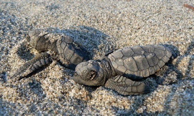 Siracusa, schiuse le uova di tartaruga marina del secondo nido a Ognina