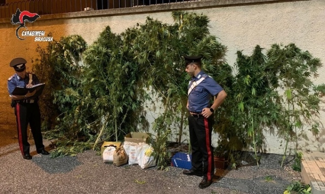 Siracusa, piante di canapa indiana in giardino: arrestata una 49enne