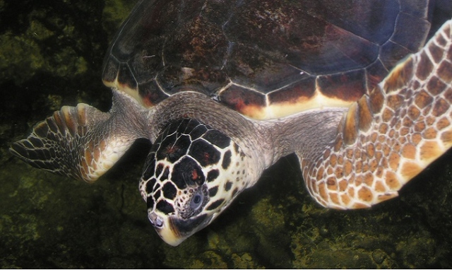 In provincia di Siracusa il maggior numero di nidi di tartaruga marina