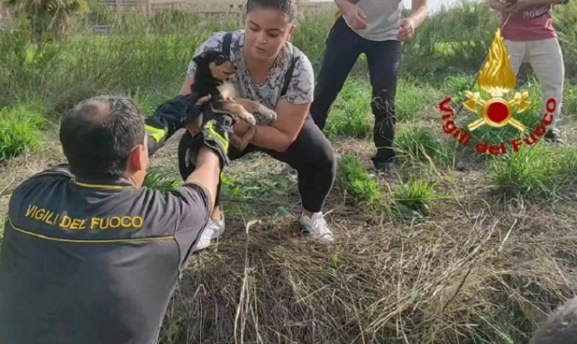 Siracusa, cuccioli precipitati in un pozzo artesiano: salvati dai vigili del fuoco
