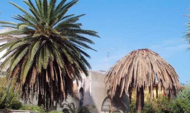 Siracusa, punteruolo rosso: l'amministrazione comunale sollecita un piano alternativo