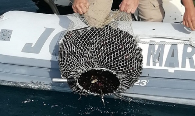 Siracusa, pescatore sanzionato in Ortigia: aveva raccolto circa 400 ricci