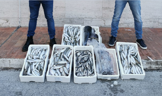 Operazione "Tonno bianco": sequestro di 100 chili di pescato e sanzioni per 9.000 euro