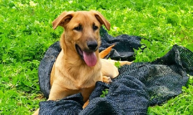 Siracusa, "Piccolo Panda": l'assessore Burti "Vicenda ancora in itinere"