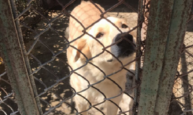 Siracusa, dissequestro del canile "Rifugio Piccolo Panda"