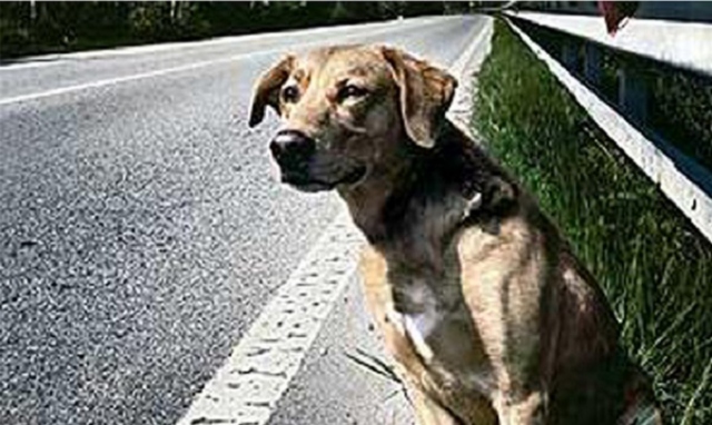 Siracusa, abbandona il proprio cane per strada: denunciata 26enne