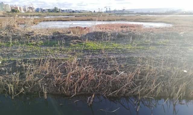 Augusta, tagliata parte del canneto alle Saline: esposto in Procura