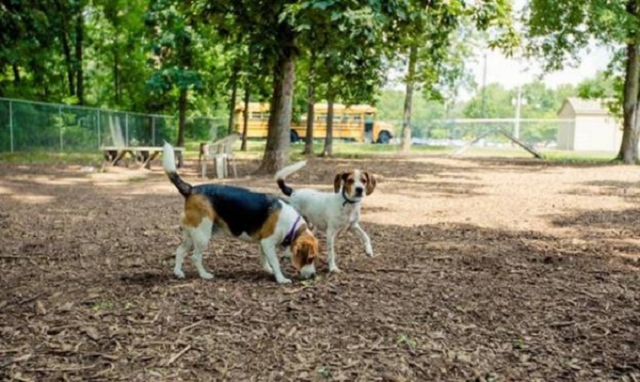 Un "Dog park" innovativo a Priolo: la proposta del presidente del consiglio comunale Biamonte