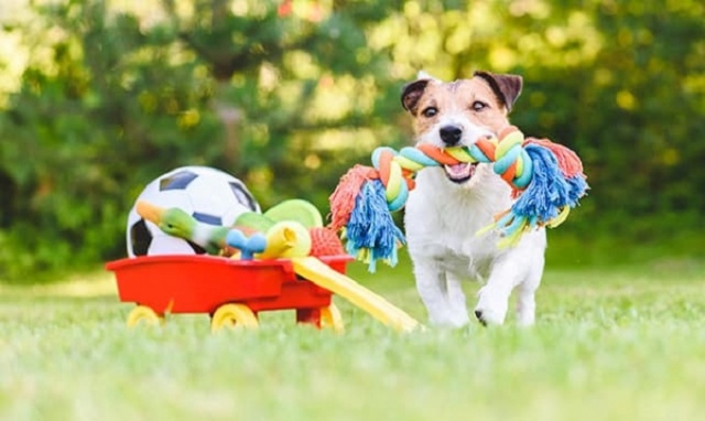 Priolo, nuovo sgambatoio per cani a San Focà