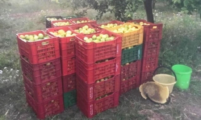 Avola, stava per portare via da un agrumento 700 chili di limoni: denunciato