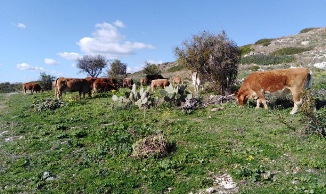Augusta, mucche al pascolo al poligono di tiro contaminato da metalli pesanti: esposto alla Soprintendenza e al Nictas
