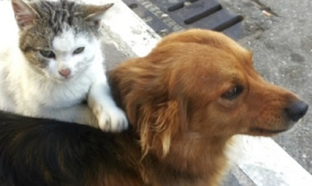 Priolo, al via la sterilizzazione gratuita di cani e gatti di privati