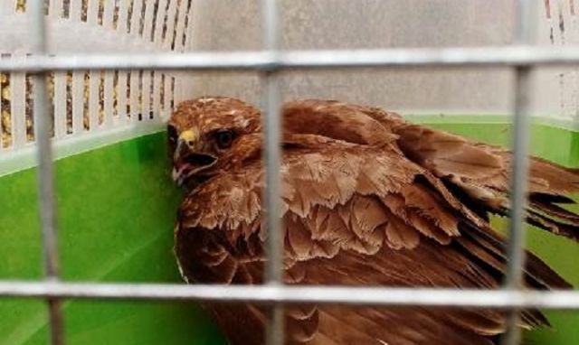 Siracusa, poiana ferita salvata da un poliziotto libero dal servizio