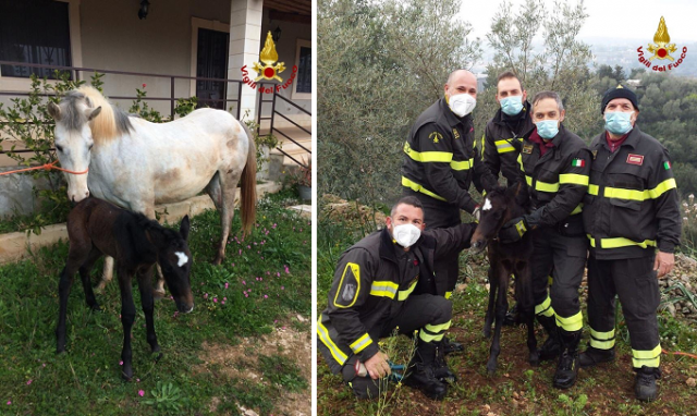 Palazzolo, puledrina scivola in un dirupo: salvata dai vigili del fuoco