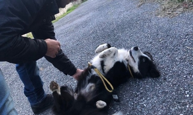 Noto, petizione con 700 firme al sindaco Bonfanti per l'adozione immediata di Garpez