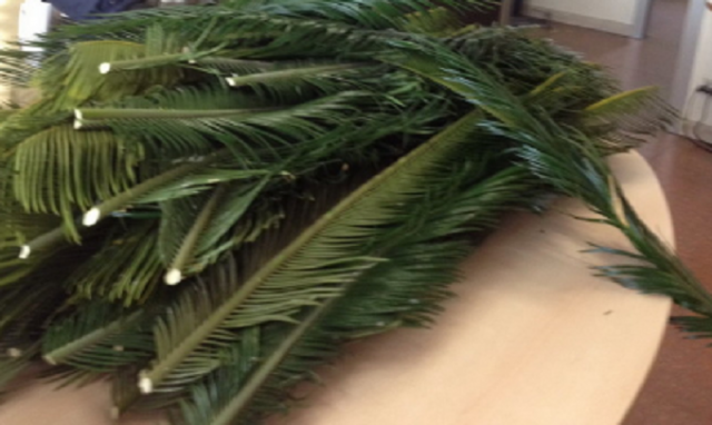 Siracusa, sorpreso a tagliare palme da un giardino pubblico: denunciato