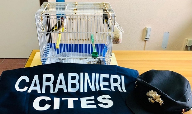 Siracusa, traffico illegale di cardellini: denuncia e sequestro esemplari