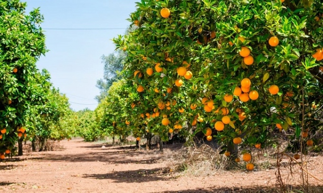 Siracusa, furto di arance in azienda agricola: due denunciati