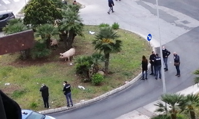 Siracusa, via Algeri liberata dai maiali: intervento risolutivo delle Volanti e della Squadra Mobile