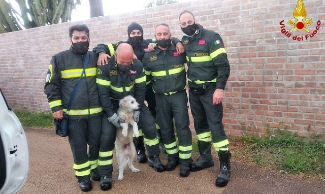 Siracusa, soccorso ad un cucciolo intrappolato in un cespuglio di macchia mediterranea