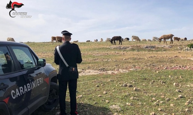 Noto, mandria al pascolo in area demaniale: denunciato il proprietario