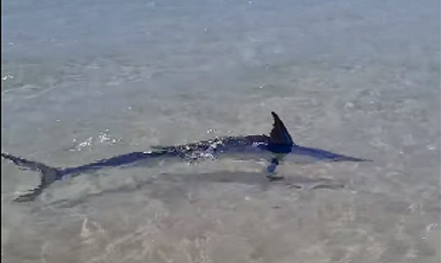 Siracusa, ospite a sorpresa nelle acque di Fontane Bianche: è un'aguglia imperiale