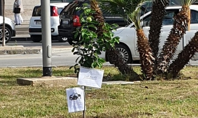 Siracusa, sradicato e rubato l'albero di limoni dedicato a Falcone e Borsellino