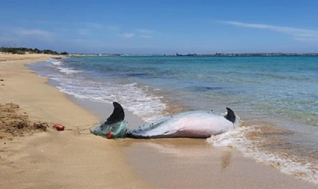 Delfino spiaggiato a Marina di Priolo, intrappolato in una rete da pesca