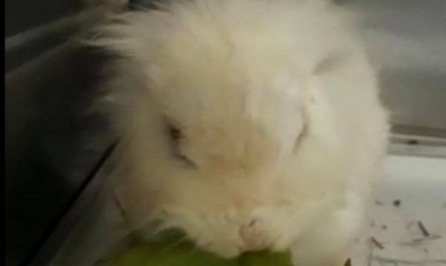 Palermo, coniglio nano torturato e abbandonato in un parco: non sopravvive alle ferite