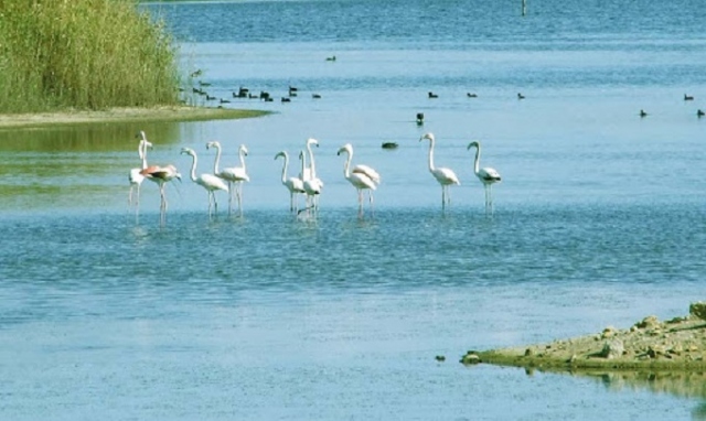 Priolo, la Riserva Saline festeggia i suoi primi 20 anni