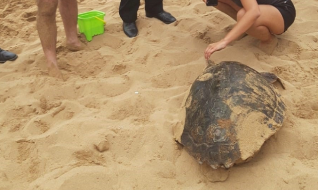 Avola tartaruga marina di grandi dimensioni sulla spiaggia di contrada Gallina